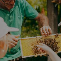 Lehrgang Bienenpädagogik 2021