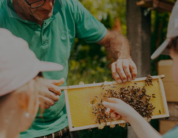 Lehrgang Bienenpädagogik 2022