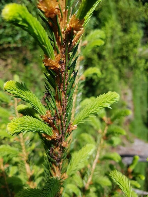 Waldtracht Kurs