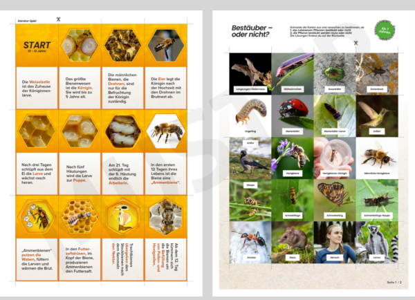 Poster & Arbeitspaket Bienenpädagogik